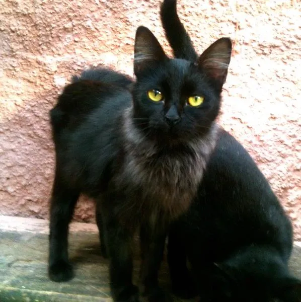 Gato ra a SRD idade 2 a 6 meses nome Bella