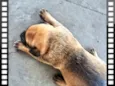Caramelo