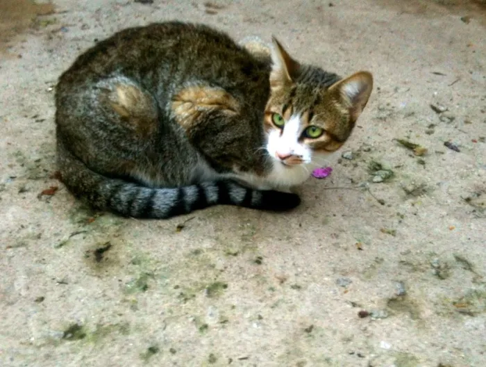 Gato ra a SRD idade 2 a 6 meses nome Willy