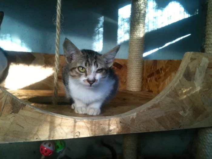 Gato ra a SRD idade Abaixo de 2 meses nome Lucy