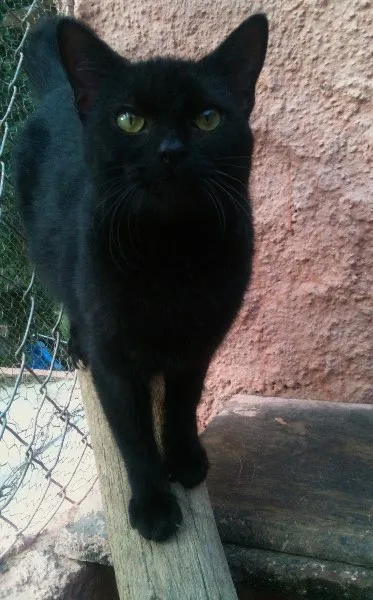 Gato ra a SRD idade 7 a 11 meses nome Nero