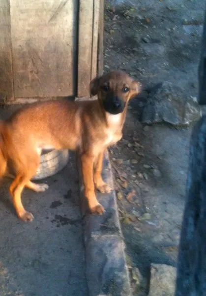 Cachorro ra a SRD idade 2 a 6 meses nome Dina