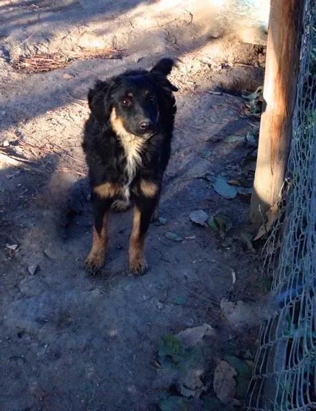 Cachorro ra a SRD idade 7 a 11 meses nome Guerreiro