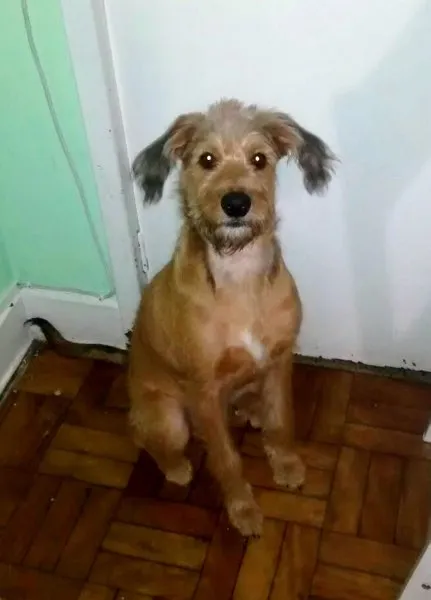Cachorro ra a SRD idade 7 a 11 meses nome Delgado