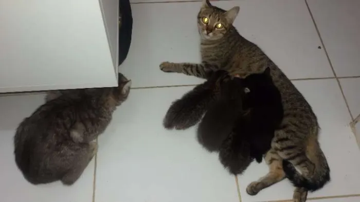 Gato ra a Vira lata idade  nome Anita, Mingal