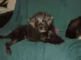 Kiki