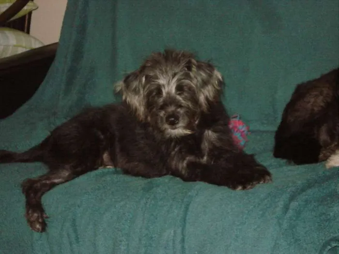 Cachorro ra a SRD idade 2 a 6 meses nome Kiki