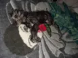 Kiki