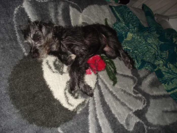 Cachorro ra a SRD idade 2 a 6 meses nome Kiki