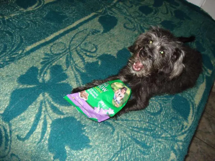 Cachorro ra a SRD idade 2 a 6 meses nome Kiki