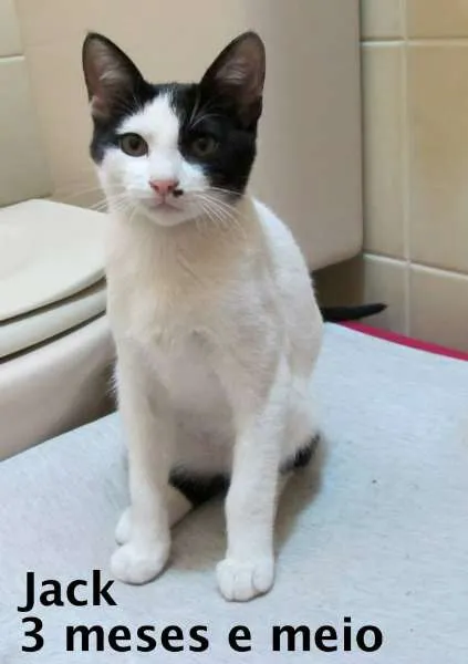 Gato ra a SRD idade 2 a 6 meses nome Jack