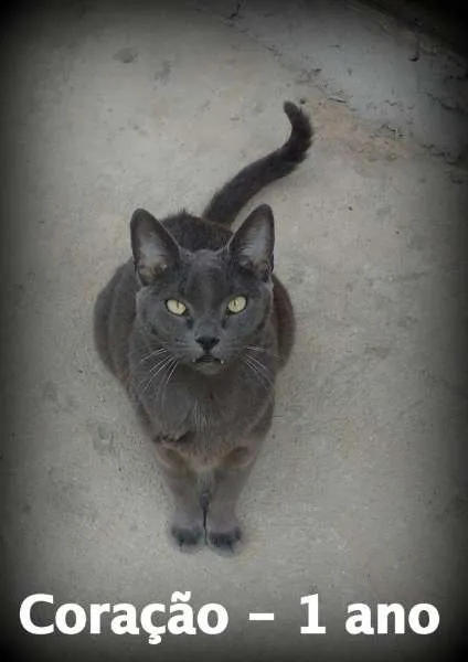 Gato ra a SRD idade 1 ano nome Coração
