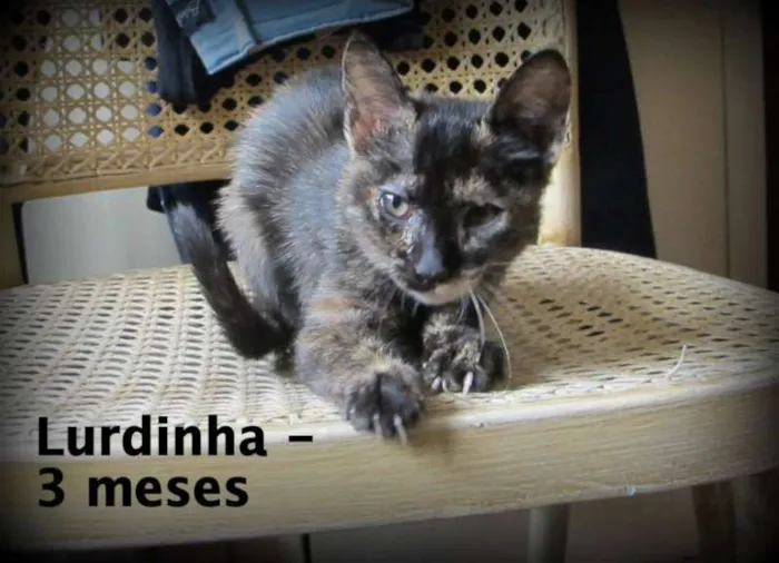Gato ra a SRD idade 2 a 6 meses nome Ludinha