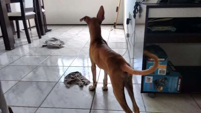 Cachorro ra a ___ idade 2 a 6 meses nome ___