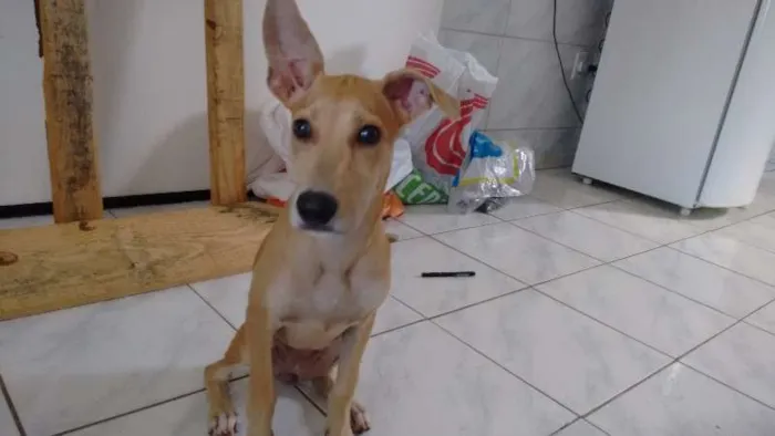 Cachorro ra a ___ idade 2 a 6 meses nome ___