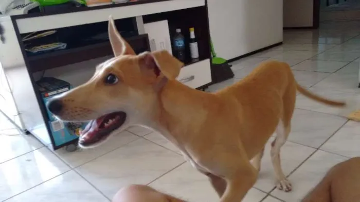 Cachorro ra a ___ idade 2 a 6 meses nome ___