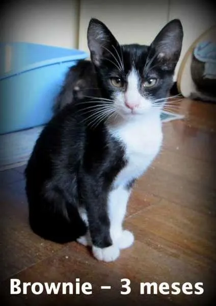 Gato ra a SRD idade 2 a 6 meses nome Brownie