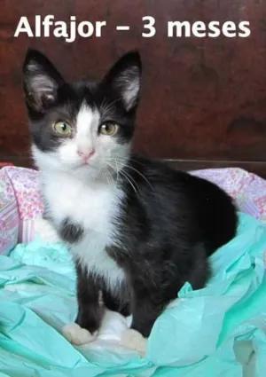 Gato raça SRD idade 2 a 6 meses nome Alfajor