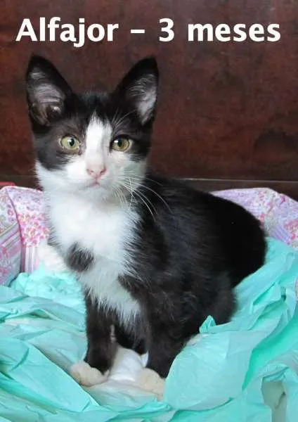 Gato ra a SRD idade 2 a 6 meses nome Alfajor