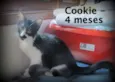 Cookie
