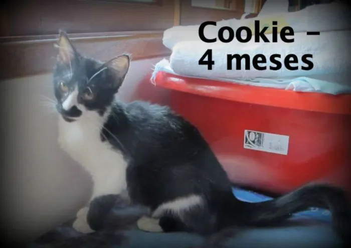 Gato ra a SRD idade 2 a 6 meses nome Cookie