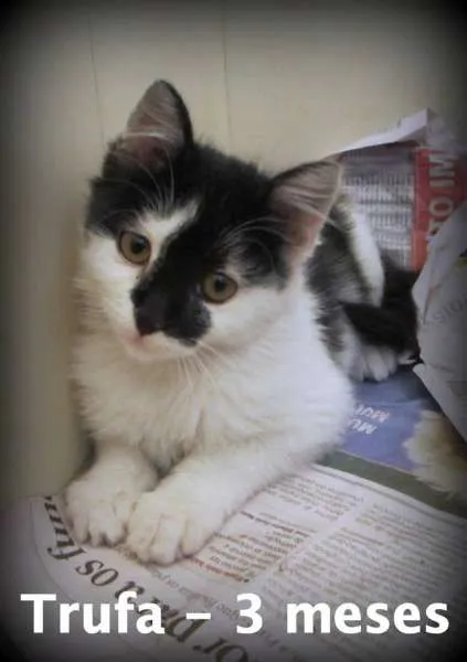 Gato ra a SRD idade 2 a 6 meses nome Trufa