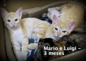 Gato raça SRD idade 2 a 6 meses nome Luigi