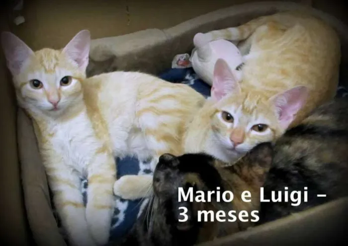 Gato ra a SRD idade 2 a 6 meses nome Luigi