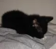 Gatinho preto