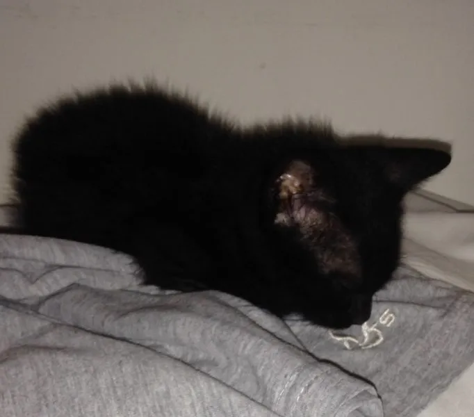 Gato raça SRD idade Abaixo de 2 meses nome Gatinho preto