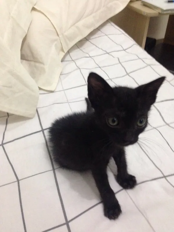Gato raça SRD idade Abaixo de 2 meses nome Gatinho preto