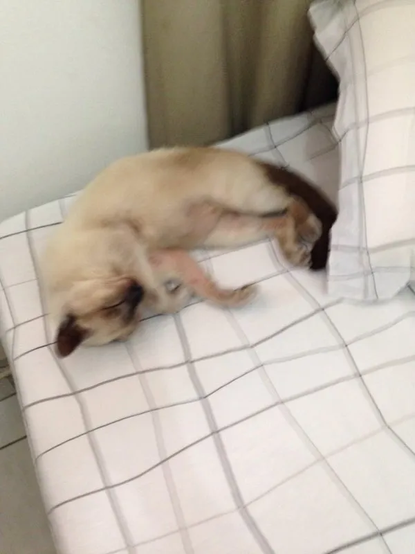 Gato raça siames idade 6 ou mais anos nome chico