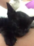 Gatinho preto
