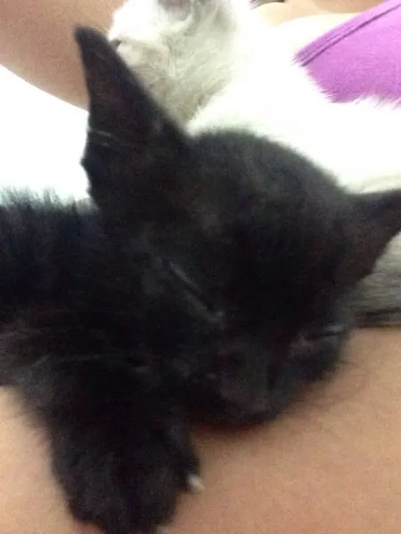 Gato raça SRD idade Abaixo de 2 meses nome Gatinho preto