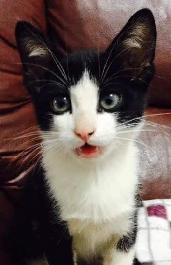 Gato ra a SRD idade Abaixo de 2 meses nome Frajola