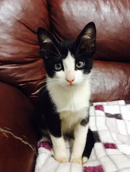 Gato ra a SRD idade Abaixo de 2 meses nome Frajola