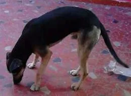 Cachorro raça SRD idade 2 anos nome Apolo