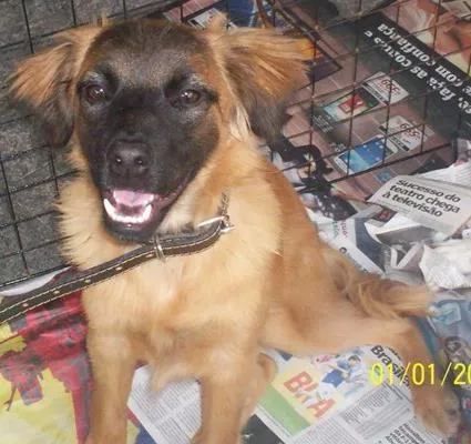 Cachorro ra a SRD idade 7 a 11 meses nome Betina