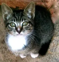 Gato ra a SRD idade Abaixo de 2 meses nome Meggie