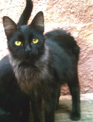 Gato raça SRD idade 2 a 6 meses nome Bella