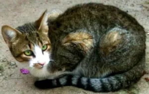 Gato raça SRD idade 2 a 6 meses nome Willy