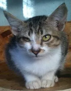 Gato ra a SRD idade Abaixo de 2 meses nome Lucy