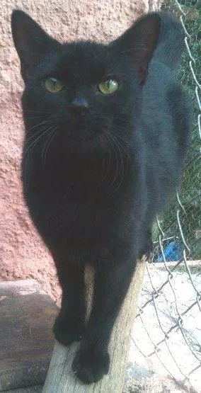 Gato raça SRD idade 7 a 11 meses nome Nero