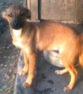 Cachorro raça SRD idade 2 a 6 meses nome Dina