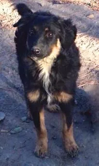 Cachorro ra a SRD idade 7 a 11 meses nome Guerreiro