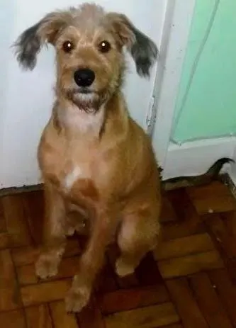 Cachorro ra a SRD idade 7 a 11 meses nome Delgado