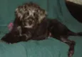 Kiki