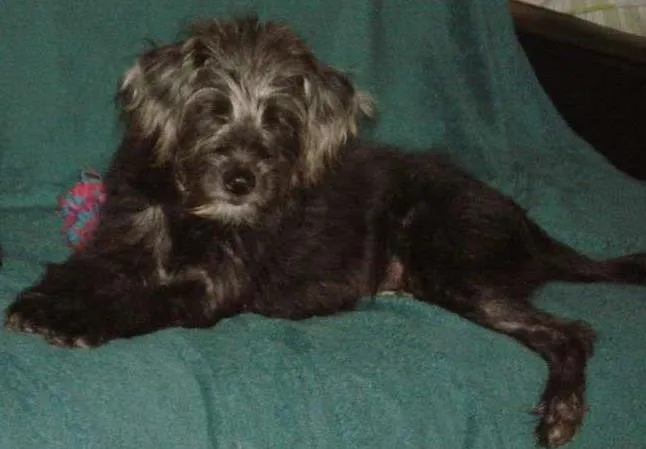 Cachorro ra a SRD idade 2 a 6 meses nome Kiki