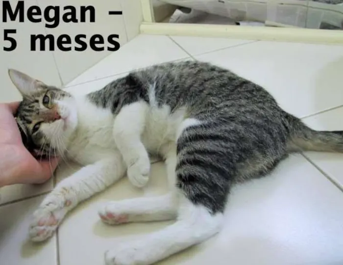 Gato ra a SRD idade 2 a 6 meses nome Megan
