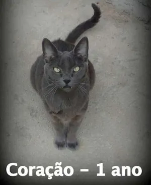 Gato raça SRD idade 1 ano nome Coração